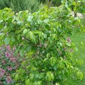 Ficus benjamina